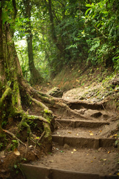 Rainforest Trail