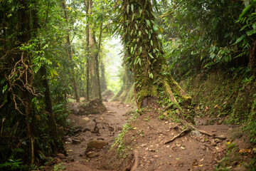 Leafy Rainforest