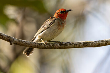 A Scarlet Honeyeater perched on a branch