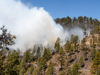 Waldbrand in den Bergen von Gran Canaria