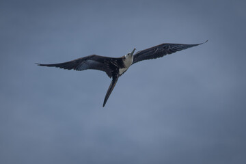 seagull in flight