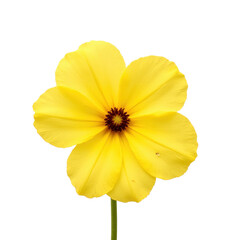 Delicate yellow cosmos flower with vibrant petals and a rich, dark center..