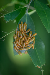 Caterpillars on a green leaf