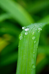 梅雨の雨上がり　雨露が葉っぱの上でコロコロと転がる