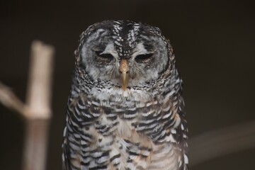 The Barred Owl (Strix varia), also known as the Northern Barred Owl, Striped Owl, Hoot Owl and Eight-Hooter Owl.