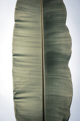close up banana leaf