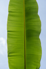 green leaf on blue background
