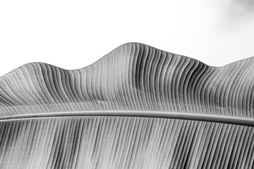 black and white background