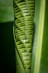 fern leaf close up
