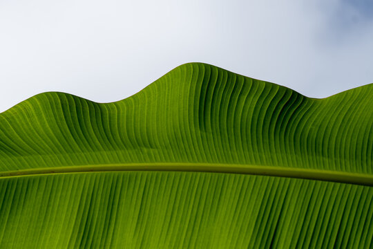 green leaf on blue sky