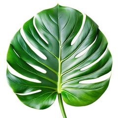 Vibrant green monstera deliciosa leaf isolated