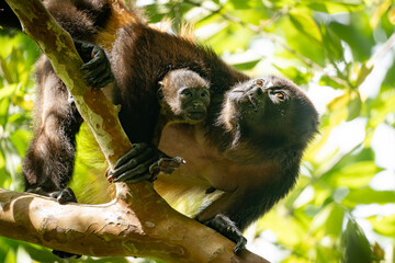 howler monkey mother with baby