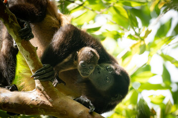mother howler monkey kissing her baby