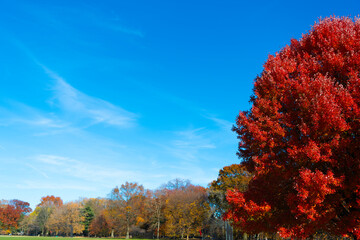 Park in autumn. Seasonal tree leaves. Natural autumnal landscape. Autumn beauty nature. Fall season nature in Central park. Fall tree, copy space. Autumn tree. Nature in fall season. Seasonal change