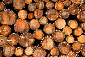 Firewood timber logging. Lumber stacked firewood. Logging lumber. Timber wood background....