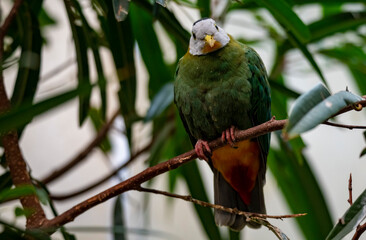 The Black-Naped Fruit Dove (Ptilinopus melanospilus), also known as the Black-Headed Fruit Dove.
