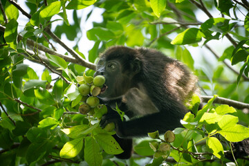 Howler monkey eating fruits