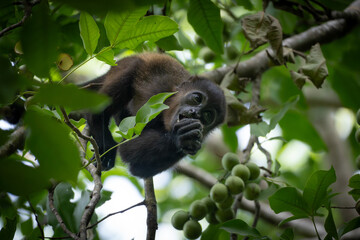 Baby howler monkey eating fruits