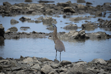 great blue heron