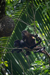 baby howler monkeys in a tree