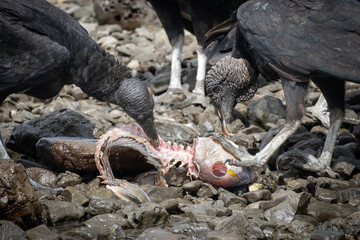 dead fish on the ground being eaten by vultures