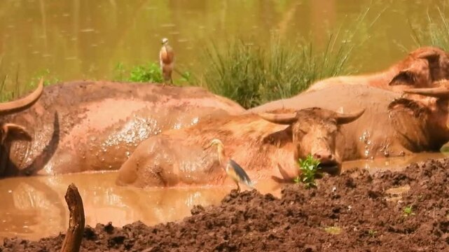 White Swamp Buffalo Cooling Off in the Muddy Water!