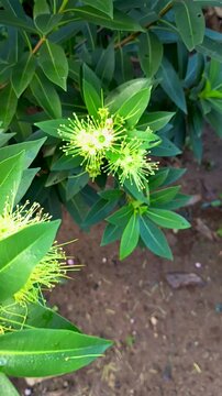 Golden Penda plant Xanthostemon chrysanthus, with flowers that are blooming
