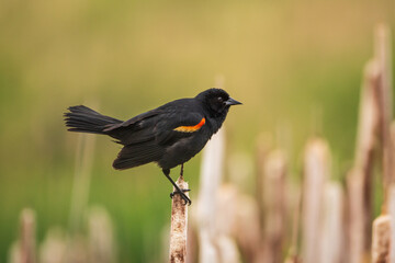 Close-up of a Redwing blackbird sitting in cattails.