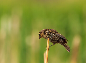 Female Redwing black bird sitting on a perch.