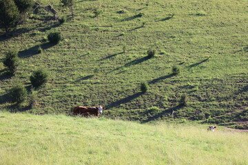 Cattle in Pasture © brandon
