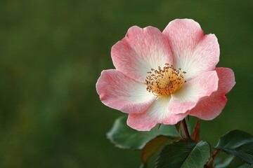 Obraz premium Delicate single pink and white flower with detailed stamens and a soft green background, evoking a peaceful and natural atmosphere
