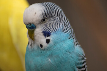 The Budgerigar (Melopsittacus undulatus), also known as the Common Parakeet, Shell Parakeet or Budgie.