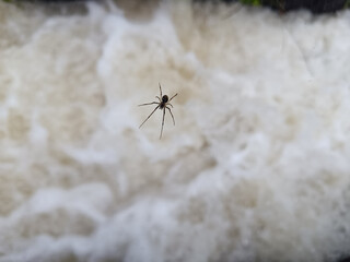 A spider is waiting for prey on the surface of fast flowing water in an irrigation system.