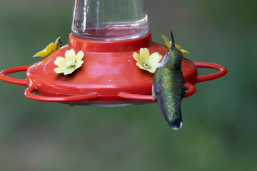 Hummingbird on a nectar feeder in Spring. © Jeiel
