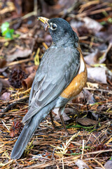 Robin finds food in thr bresh.