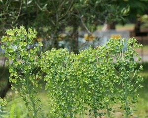 代々木公園にて、花壇のユーフォルビア・カラキアス