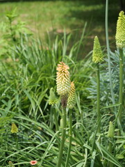 代々木公園の花壇で咲いているオオトリトマ