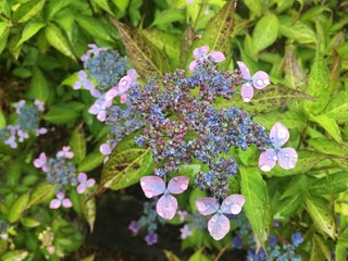 あじさい　Hydrangea
