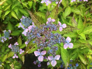 あじさい　Hydrangea