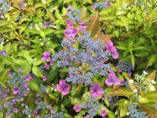 あじさい　Hydrangea