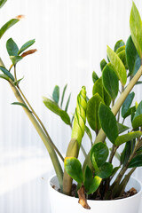 Zamioculcas zamiifolia or ZZ plant in a modern white pot with cork base on gray wooden surface,...