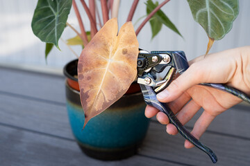 Close-up of a person using pruning shears to remove a dried leaf from a potted tropical houseplant. Concept of indoor gardening, plant health, leaf trimming, and home plant care routine.