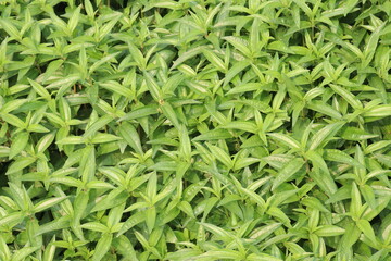 Pouzolzia hirta plant on jungle