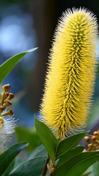 Close-up view of distinctive drooping bottlebrush flowers with filamentous yellow stamen and long green leaves under natural lighting