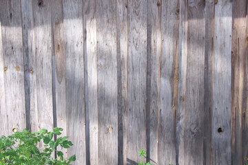 Fototapeta premium Brown house wood wall texture with green plant growing