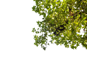 branch of a tree isolated on transparent