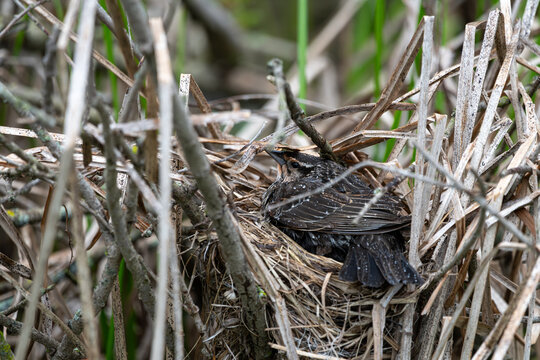 Female red-winged blackbird covering its nest with rain drops on it feathers