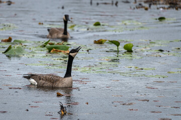 Canada goosehonking while swimming in lake during rain, another goose is swimming up in the background