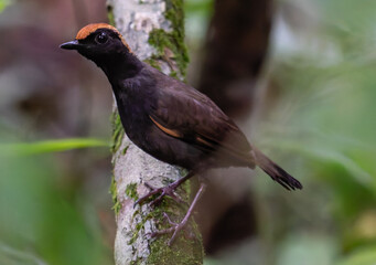 Antthrush