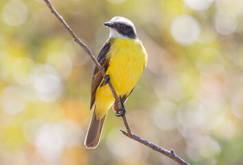 Flycatcher on a branch